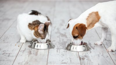 Yeast in animal feed and pet foods: why it's used and its benefits