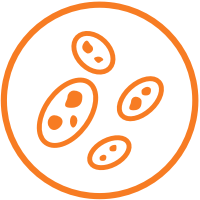 Whole cell yeast