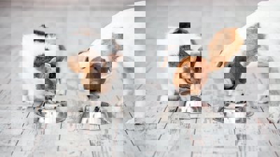 Yeast Extract powder suppllier Yeast Extract powder suppllier