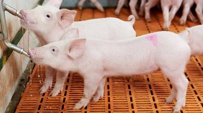 Soluble feed ingredients: Soluble MOS