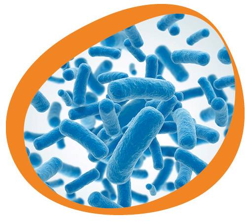 X-SEED® products for the production of starter cultures and probiotics