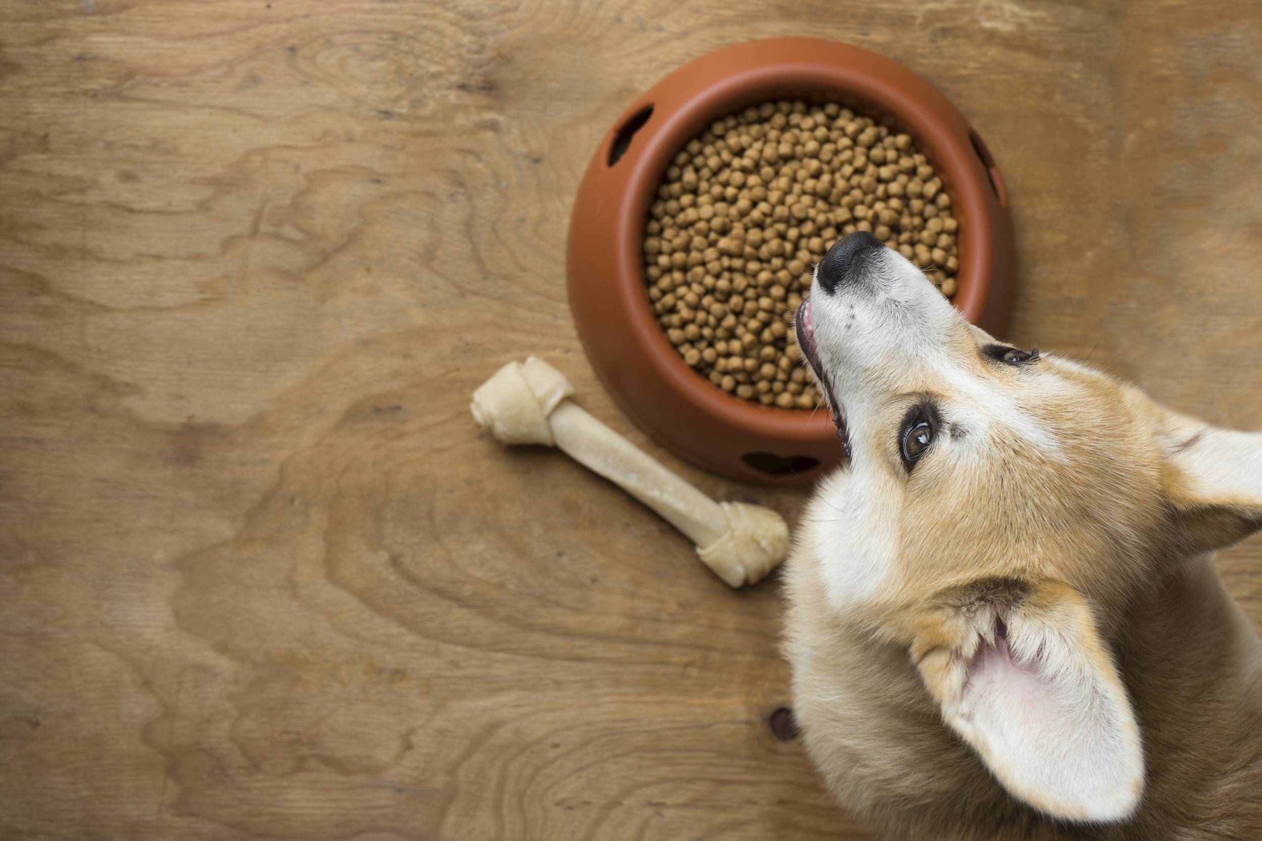 Palatability enhancers in pet food: Choice-feeding study insights